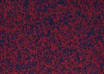 011RUBRL1210_0